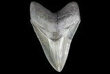 Serrated, Fossil Megalodon Tooth - Georgia #78644-1